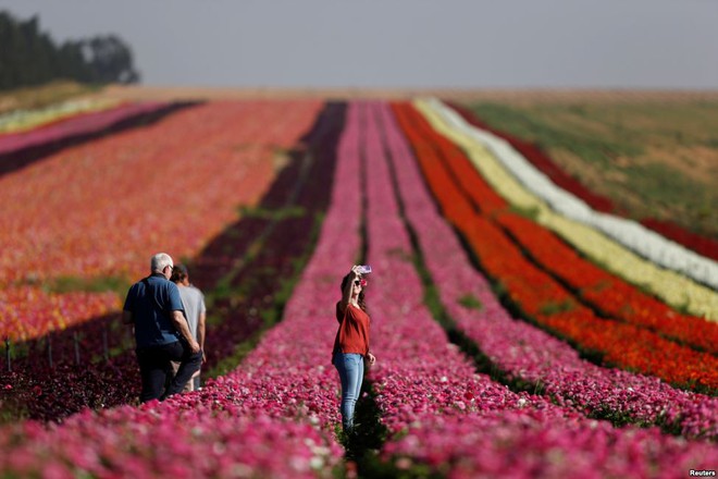 Thiếu nữ chụp ảnh “tự sướng” trên cánh đồng mao lương gần thành phố Kibbutz Nir Yitzhak, Israel.