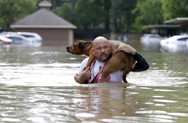 Người đàn ông cõng chó trong khi lôi qua đường ngập lụt tại thành phố Houston ở bang Texas, Mỹ.