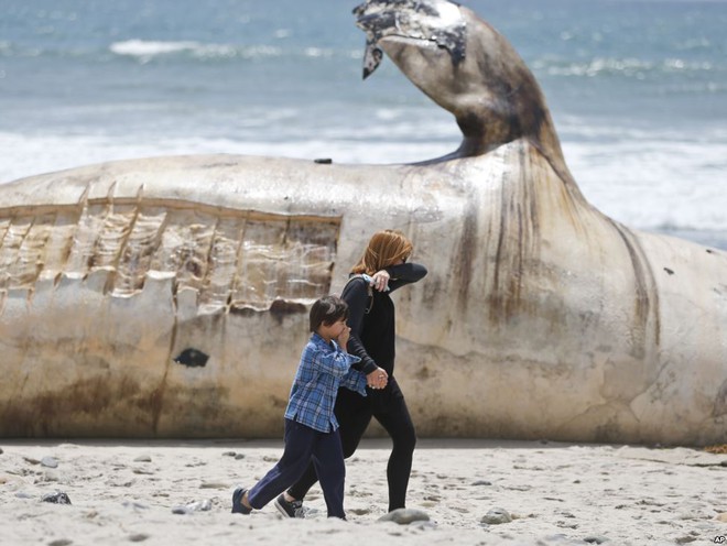 Người phụ nữ và con trai dùng tay bịt mũi khi đi qua xác một con cá voi khổng lồ dạt vào bờ biển ở San Clemente, bang California, Mỹ.