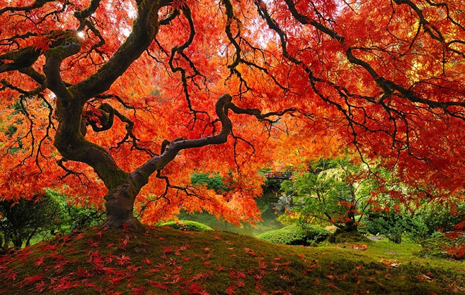 
Một cây phong Nhật Bản, Oregon, Hoa Kỳ
