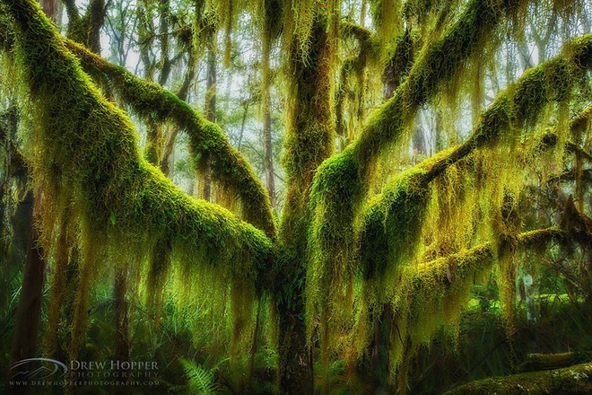 
Một cây sồi phía nam phủ đầy rêu, Oregon, Hoa Kỳ
