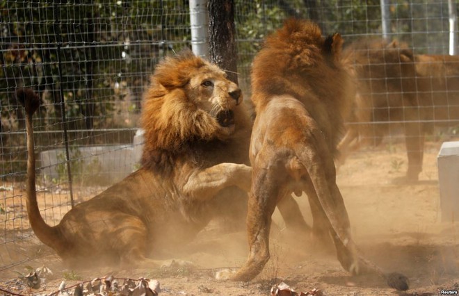 Những con sư tử được giải cứu khỏi rạp xiếc ở Peru và Colombia được thả trở lại môi trường tự nhiên trong công viên động vật hoang dã Emoya ở Nam Phi.