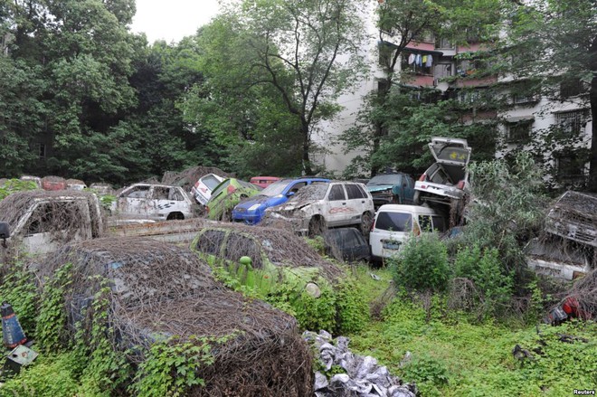 Cây dây leo mọc phủ kín những chiếc ô tô phế liệu tại thành phố Thành Đô, tỉnh Tứ Xuyên, Trung Quốc.
