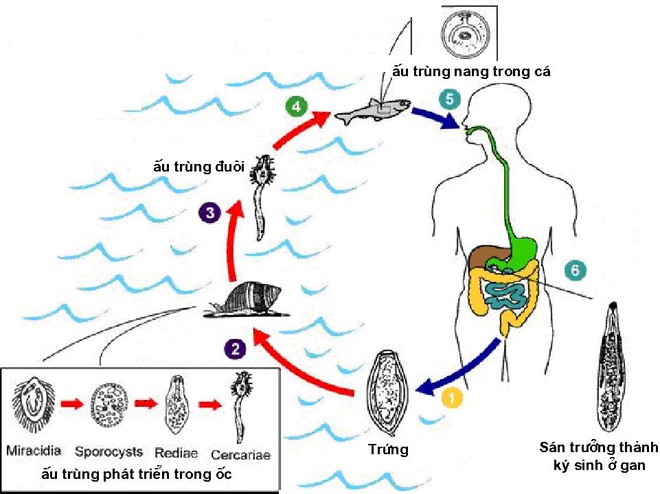 
Sơ đồ biểu thị vòng đời của sán lá gan. (Nguồn internet).
