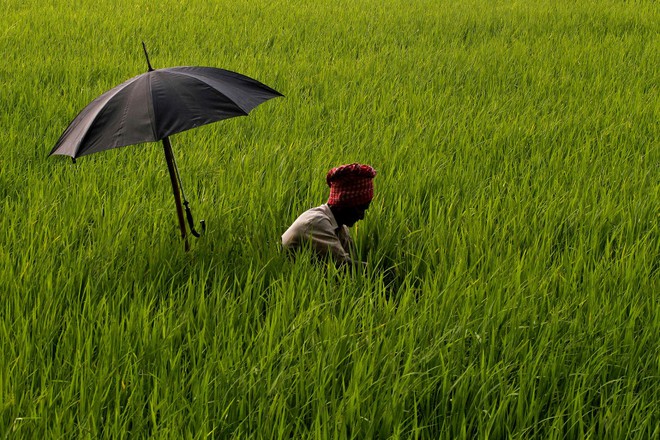 Người nông dân nhổ cỏ trên cánh đồng lúa gần thành phố Bhubaneswar, bang Orissa, Ấn Độ.