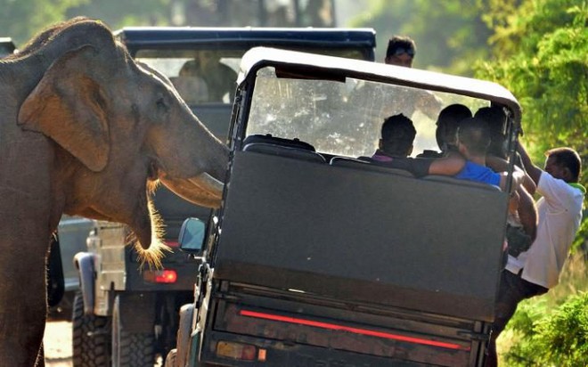 Voi đói tấn công xe chở du khách để tìm kiếm đồ ăn trong vườn quốc gia Yala ở Sri Lanka.