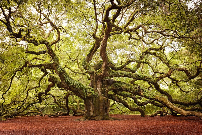 
Cây Angel Oak, Nam Carolina
