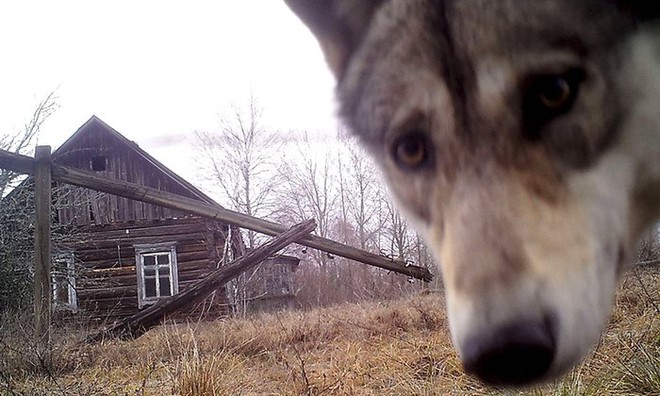 Chó sói nhìn vào ống kính camera tại khu cách ly có bán kính 30km quanh nhà máy điện hạt nhân Chernobyl ở Ukraine.