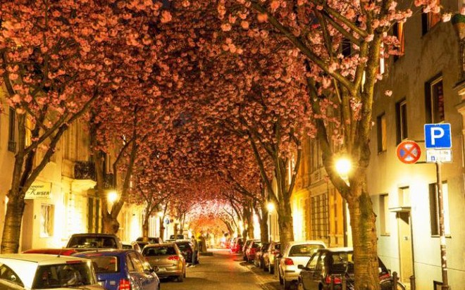 Hai hàng cây hoa anh đào được chiếu sáng rực rỡ vào ban đêm tại thành phố Bonn, Đức.