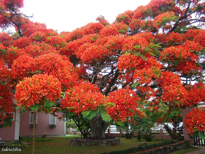 
Cây Phượng vĩ Brazil
