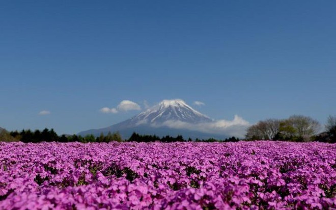 Vẻ đẹp rực rỡ của cánh đồng hoa Shibazakura trước núi Phú Sĩ tại Fujikawaguchiko, Nhật Bản.