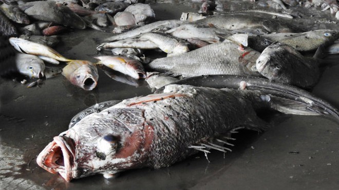 Hàng tấn cá chết không rõ nguyên nhân trôi dạt vào vùng biển Quảng Trị - Ảnh: Trần Tĩnh/Tuổi trẻ.