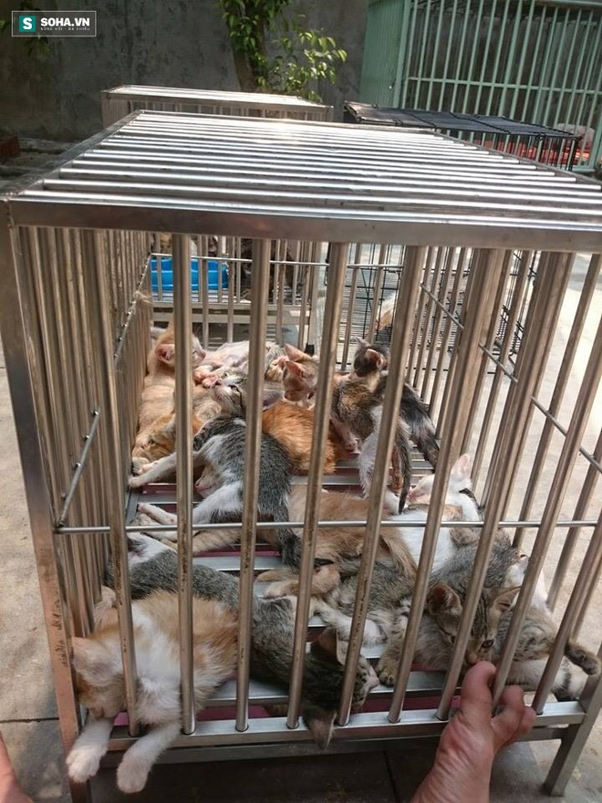 
Chó, mèo được nuôi tại Trạm Thông Tin Và Cứu Hộ Chó Mèo Đà Nẵng (Ảnh: Trạm Thông Tin Và Cứu Hộ Chó Mèo Đà Nẵng)
