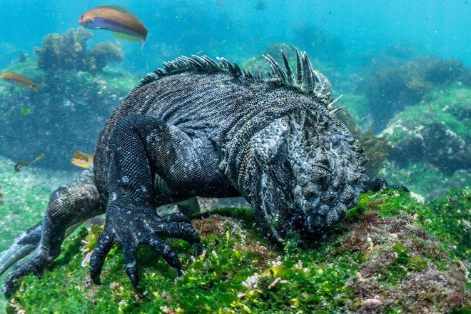 
“Quái vật Godzilla” này có khả năng lặn tuyệt vời.
