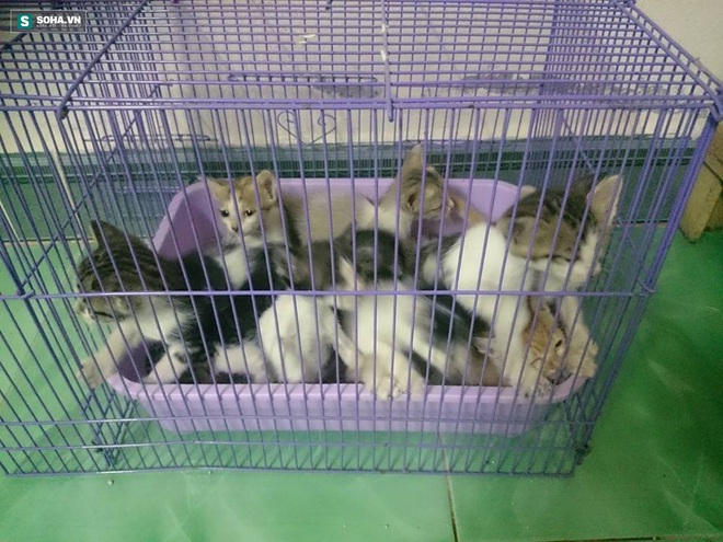 Trạm cứu hộ chó mèo Đà Nẵng thành lập với mục đích nhân đạo