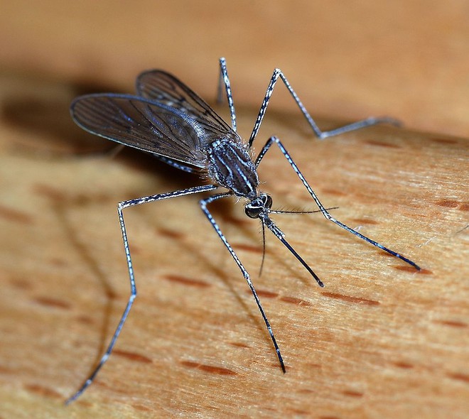 
Virus Zika lây truyền chủ yếu qua vết cắn của muỗi Aedes bị nhiễm. Ảnh: Wikipedia.
