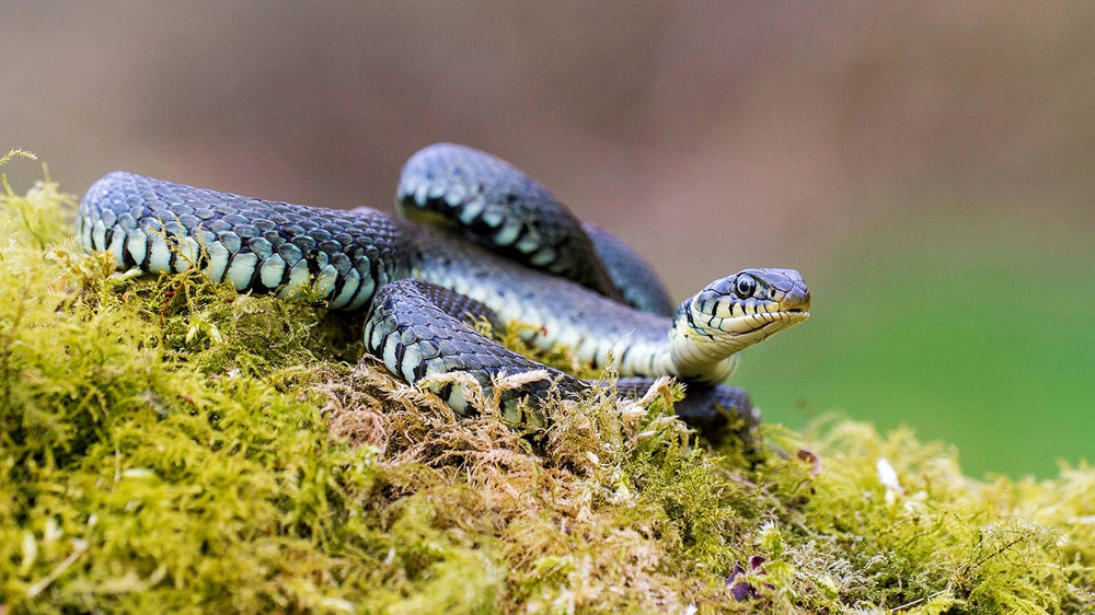 5 quan niệm sai lầm phổ biến nhất về loài rắn: Đừng để nỗi sợ lấn át lý trí bạn - Ảnh 3.