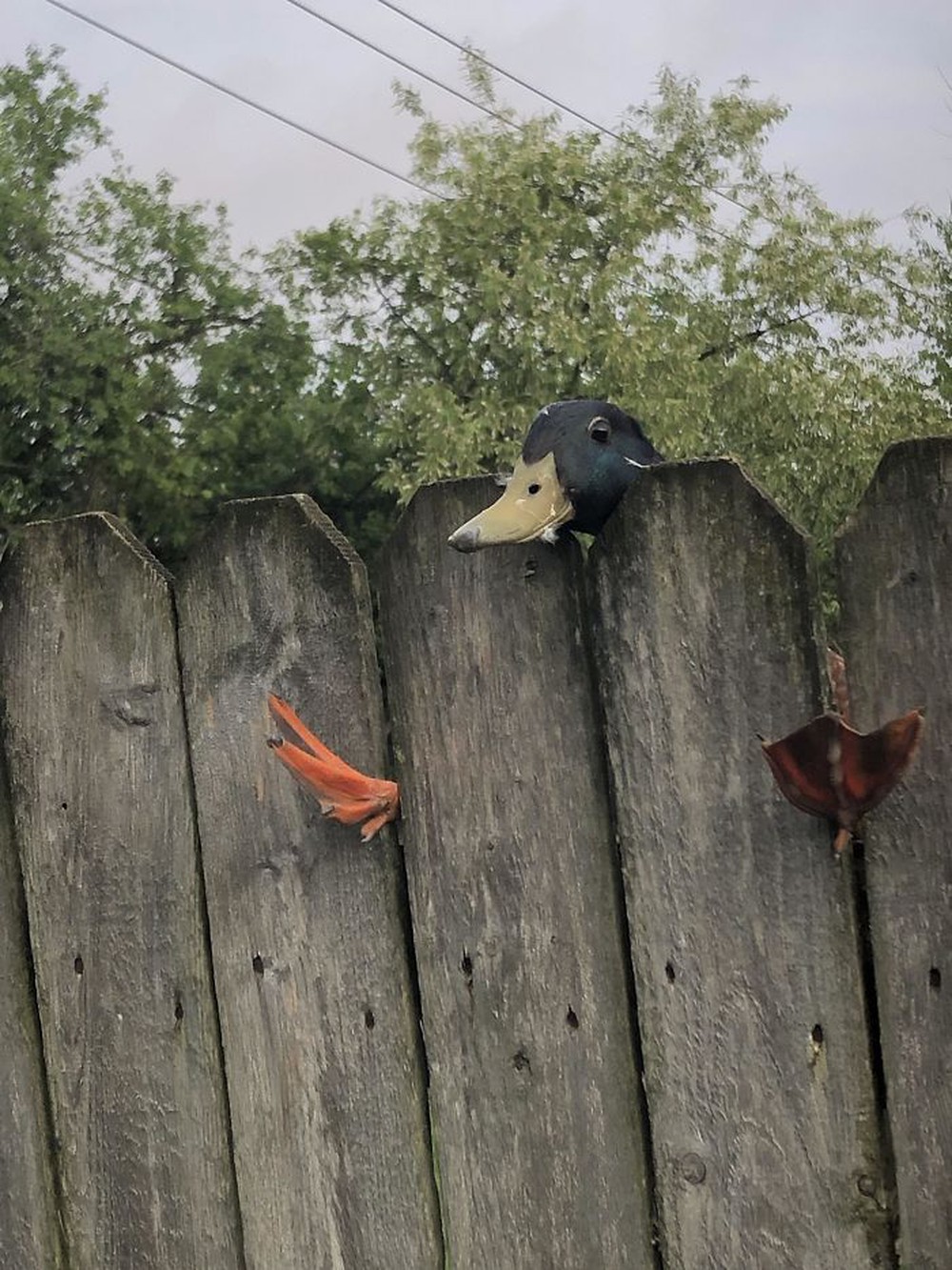 photo-1 photo-1