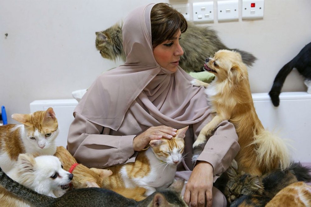 Người phụ nữ làm bạn với gần 500 con mèo - Ảnh 1.