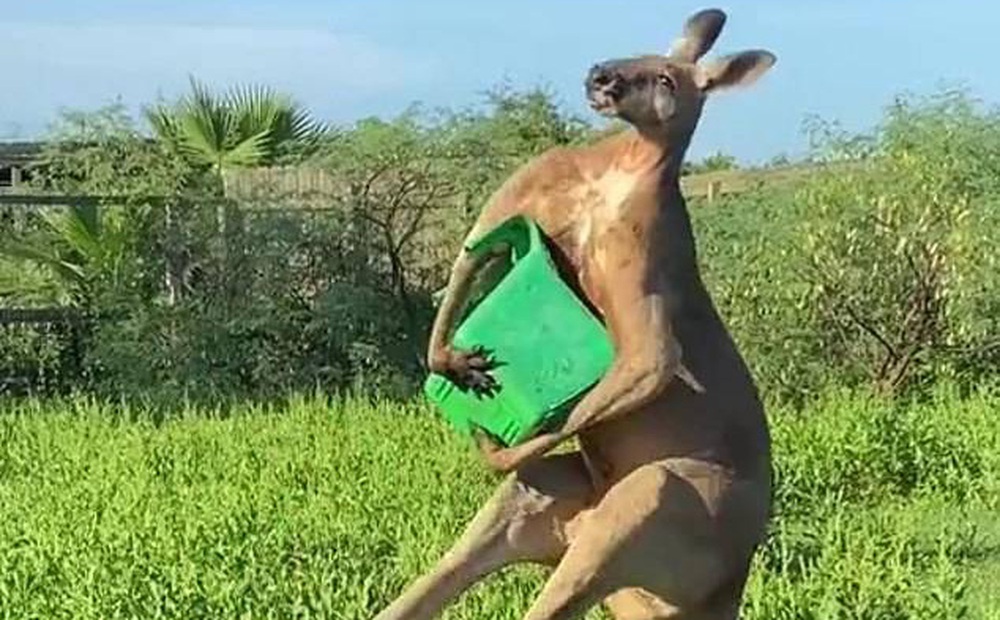 Bức ảnh chụp Kangaroo đơn giản nhưng ai cũng giật mình khi nhìn vào chi tiết nhỏ bên góc trái