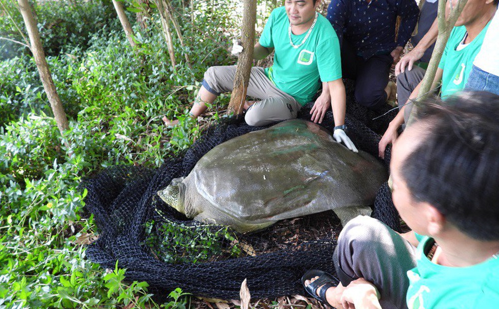 Đã xác định giới tính rùa Hoàn Kiếm ở hồ Đồng Mô