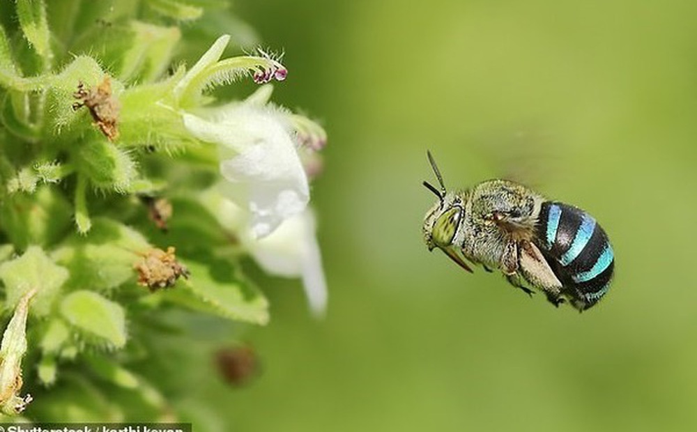Ong xanh da trời hiếm có trên thế giới xuất hiện ở Australia