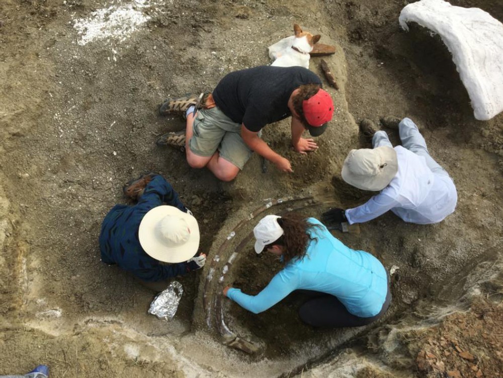 Phát hiện hộp sọ nặng hơn 1.300 kg, đội khảo cổ mất 2 tháng để khai quật - Ảnh 3.
