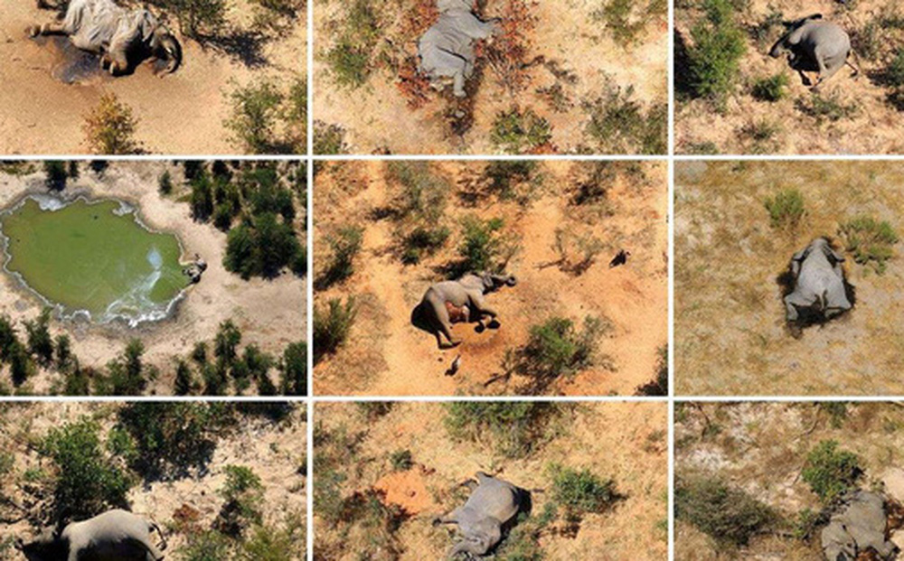 Tìm ra thủ phạm đã giết chết 330 con voi bên cạnh hồ nước