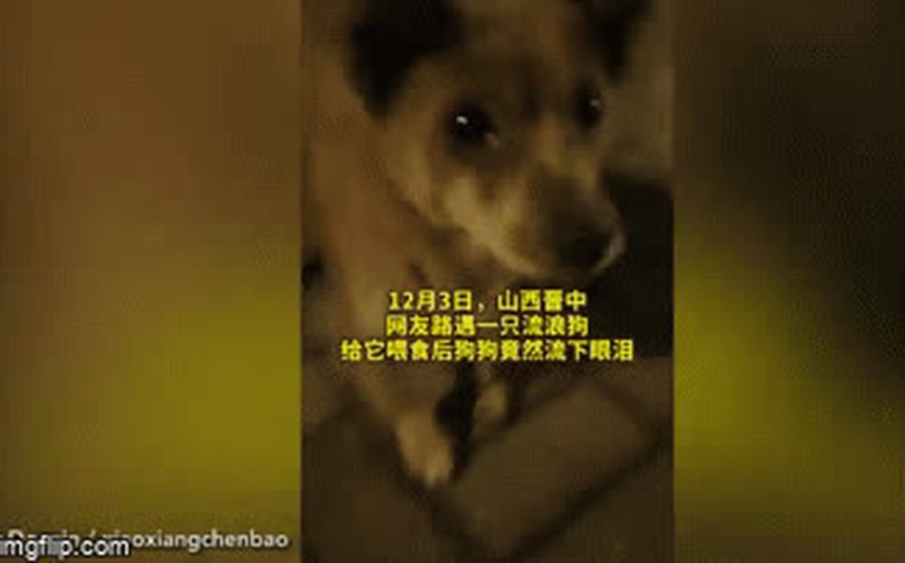 Video: Được người lạ cho ăn, chú chó rơi nước mắt biết ơn