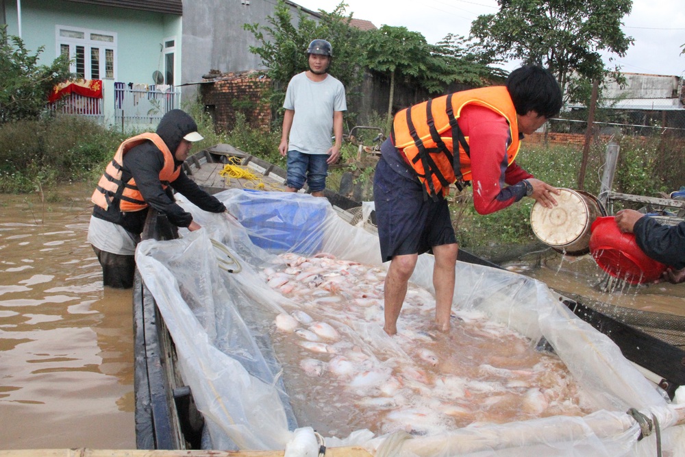 Hơn 800 tấn cá thiệt hại, một người dân mất tích do mưa lũ ở Đắk Lắk - Ảnh 2.
