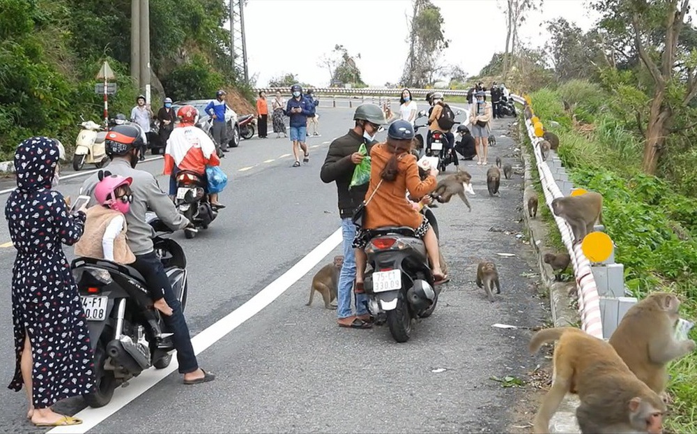 Lúng túng xử lý người 'làm hư' khỉ hoang dã ở Sơn Trà