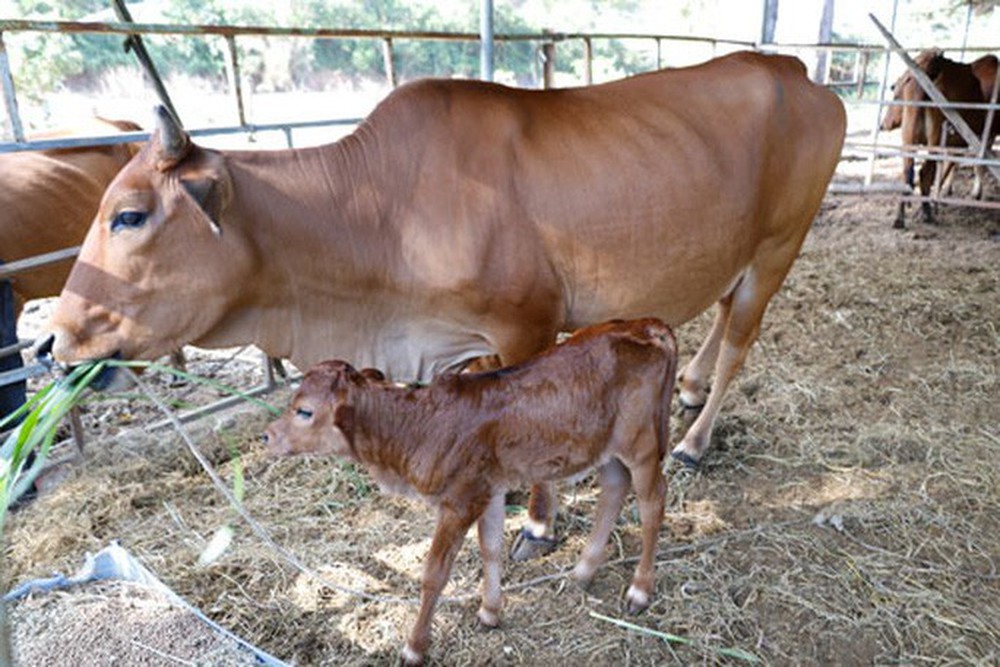 Đàn bò tót lai gầy trơ xương phục hồi và sinh con - Ảnh 1.
