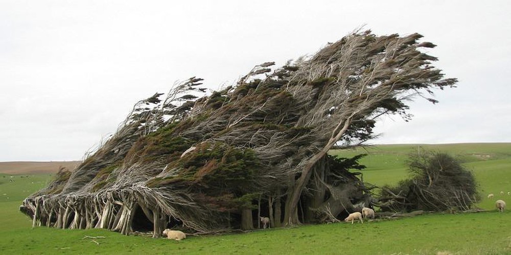 Vùng đất ở New Zealand nổi tiếng sở hữu loạt cây nghiêng ngả hình thù lạ kỳ - Ảnh 2.
