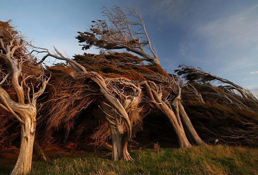 Vùng đất ở New Zealand nổi tiếng sở hữu loạt cây nghiêng ngả hình thù lạ kỳ - Ảnh 3.