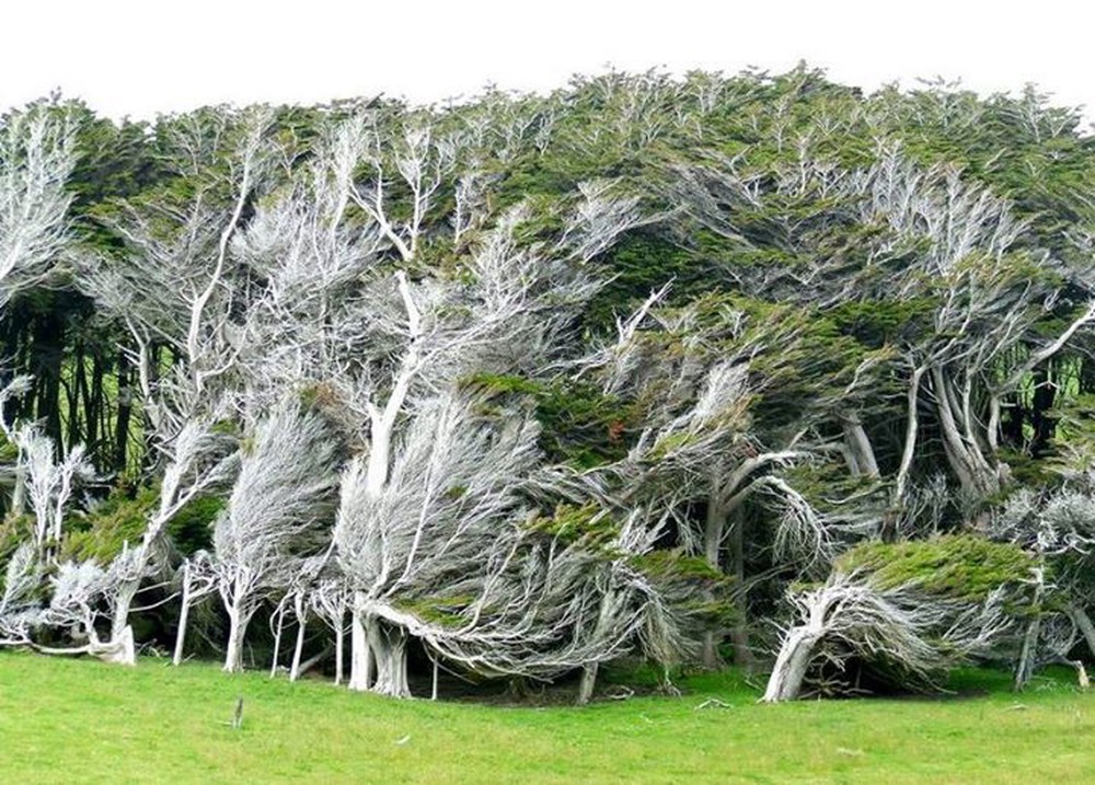 Vùng đất ở New Zealand nổi tiếng sở hữu loạt cây nghiêng ngả hình thù lạ kỳ - Ảnh 6.