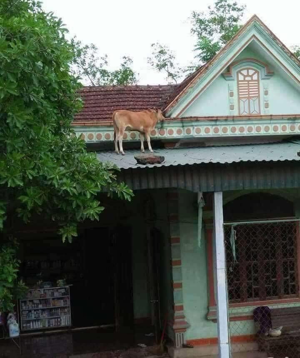 Chú bò lạc lên nóc nhà với khuôn mặt hoang mang khiến người ta phải cười nghiêng ngả đúng là ngơ ngơ như bò đội nón - Ảnh 1.