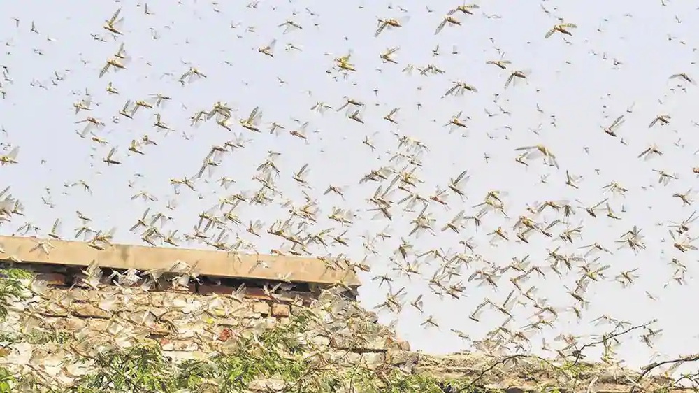 Hồi mã thương: Pakistan dùng độc chiêu lạ để giải quyết nạn châu chấu tệ hại nhất nhiều thập kỉ - Ảnh 3.