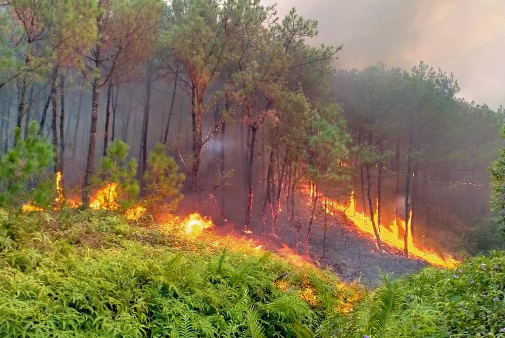 Dập tắt vụ cháy rừng thông kéo dài 2 ngày, lan qua nhiều xã ở Nghệ An - Ảnh 7.