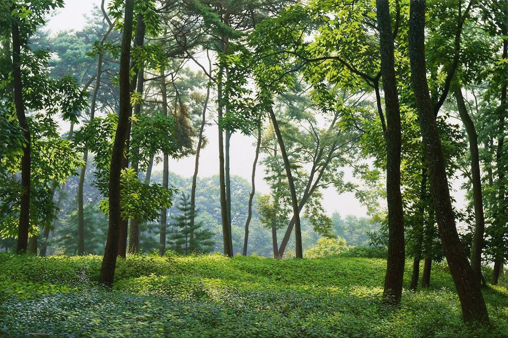 Hình ảnh cánh rừng xanh ngát xanh đem lại cảm giác yên bình khó tả nhưng ẩn chứa đằng sau đó là sự thật khó tin - Ảnh 6.