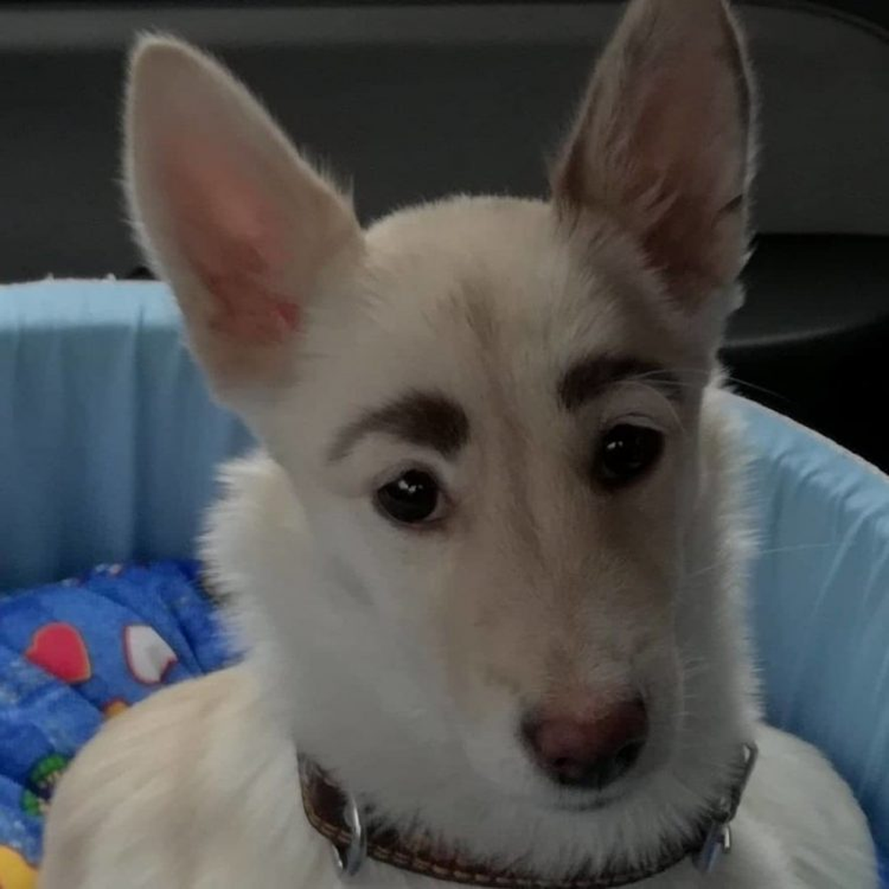 Thinking that someone had put makeup on the poor dog, who would have thought that the 4-legged friend has extremely strange willow leaf eyebrows - Photo 2.