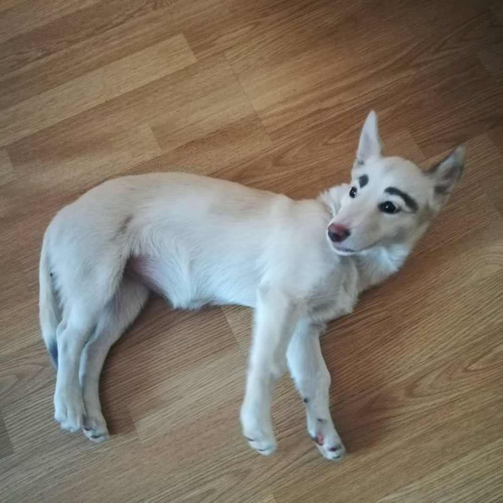 Thinking that someone had put makeup on the poor dog, who would have thought that the 4-legged friend has extremely strange willow leaf eyebrows - Photo 3.