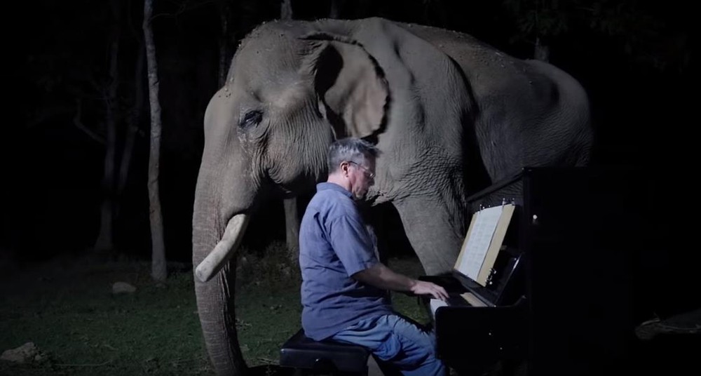 Chú voi già từng bị bạo hành ứa nước mắt khi được nghệ sĩ chơi đàn piano cho nghe - Ảnh 1.
