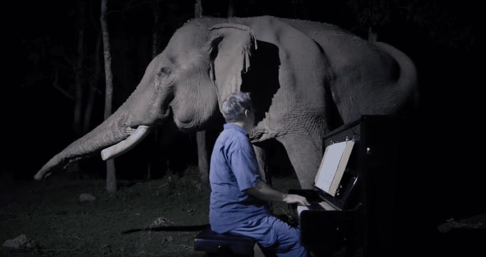 Chú voi già từng bị bạo hành ứa nước mắt khi được nghệ sĩ chơi đàn piano cho nghe - Ảnh 2.
