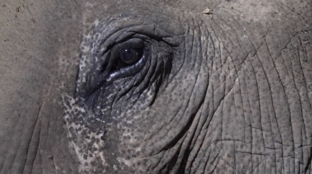 Chú voi già từng bị bạo hành ứa nước mắt khi được nghệ sĩ chơi đàn piano cho nghe - Ảnh 3.