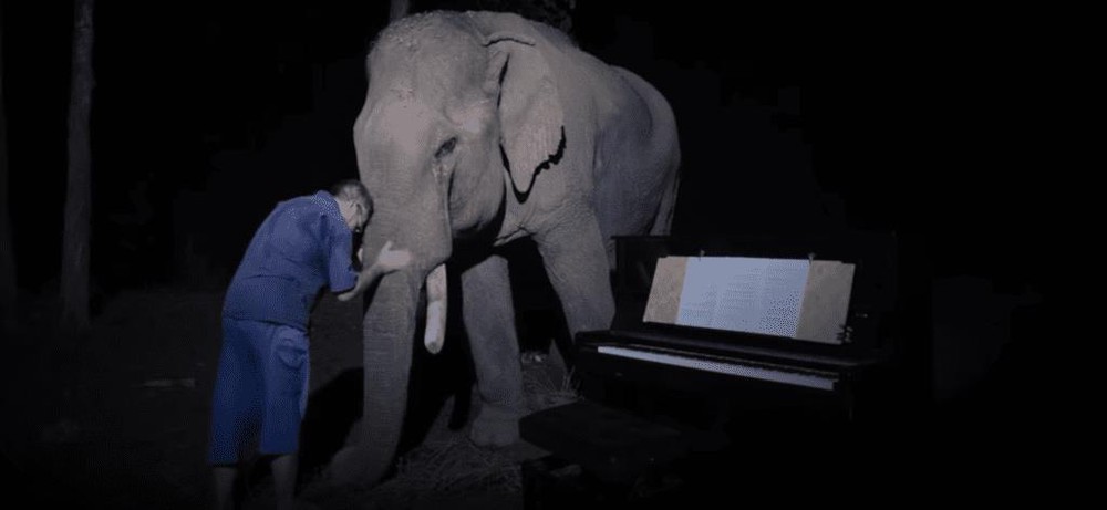 Chú voi già từng bị bạo hành ứa nước mắt khi được nghệ sĩ chơi đàn piano cho nghe - Ảnh 4.
