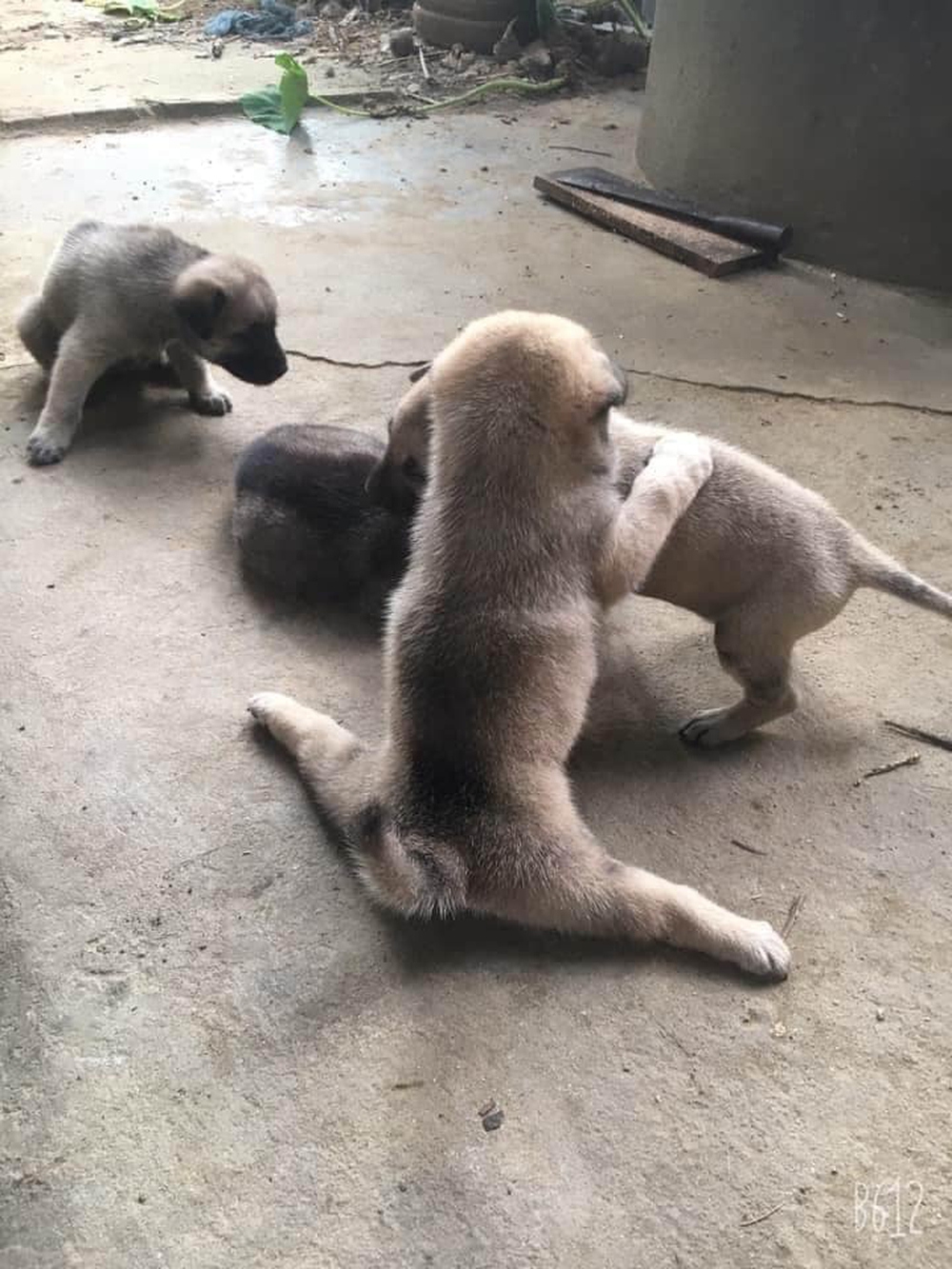 Chú chó con biểu diễn tuyệt kỹ xoạc chân khiến hội chị em ngỡ ngàng, xấu hổ vì đi tập yoga cũng không dẻo bằng em cún - Ảnh 2.