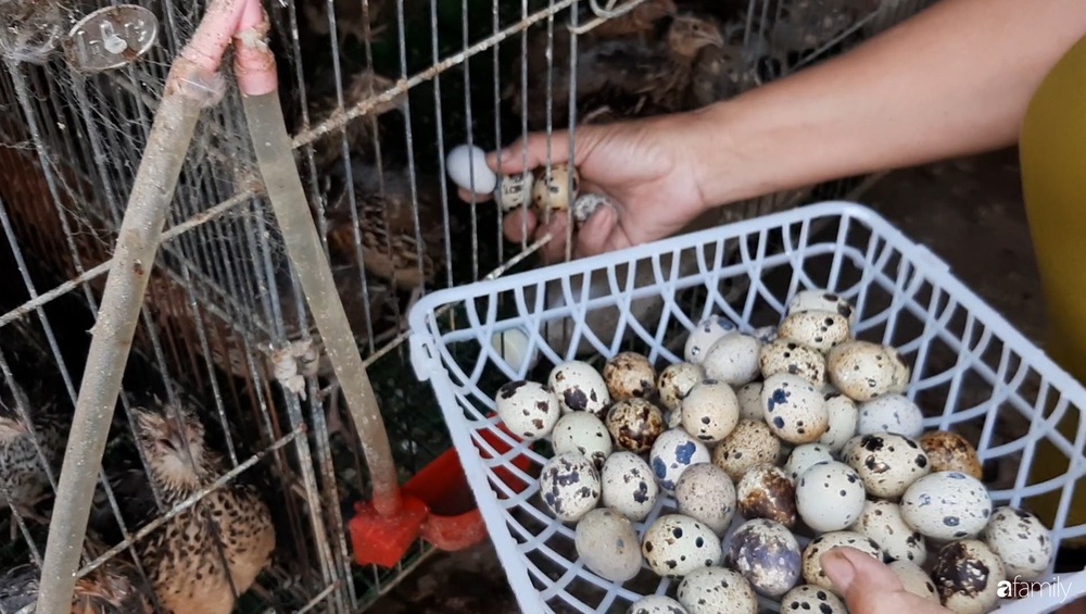 Nông trại chăn nuôi chim cút và trồng đầy cây trái trên sân thượng 90m² của con trai làm để tặng mẹ ở Sài Gòn - Ảnh 31.