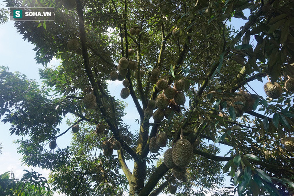Từ Điên mà trồng sầu đến những vườn sầu riêng thu về hàng trăm triệu mỗi năm - Ảnh 5.