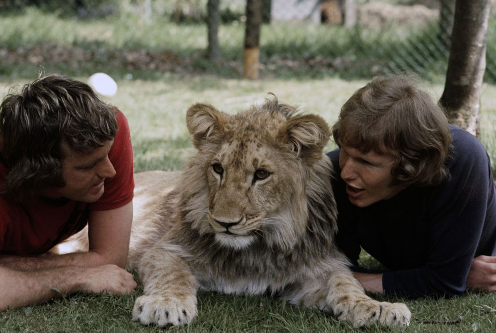 Những bức ảnh khó tin và câu chuyện về chú sư tử được nuôi như thú cưng trước khi trả về tự nhiên - Ảnh 7.