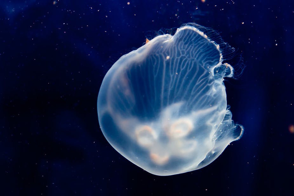 NASA đưa 2.487 con sứa vào không gian: Chúng sinh sản rất thành công nhưng lại có điều bất thường - Ảnh 1.